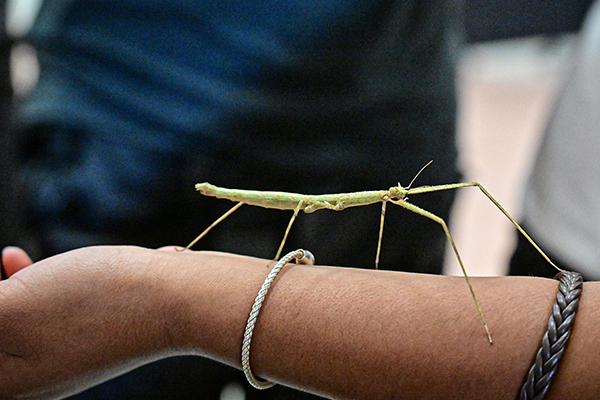 A student holds a stick bug on their arm