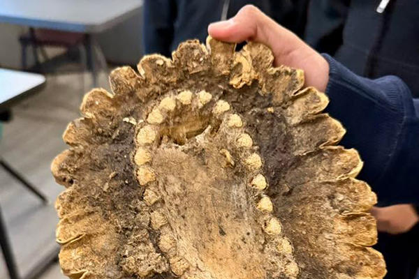 A student holds up a chunk of a dead saguaro